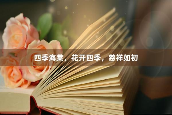 四季海棠，花开四季，慈祥如初