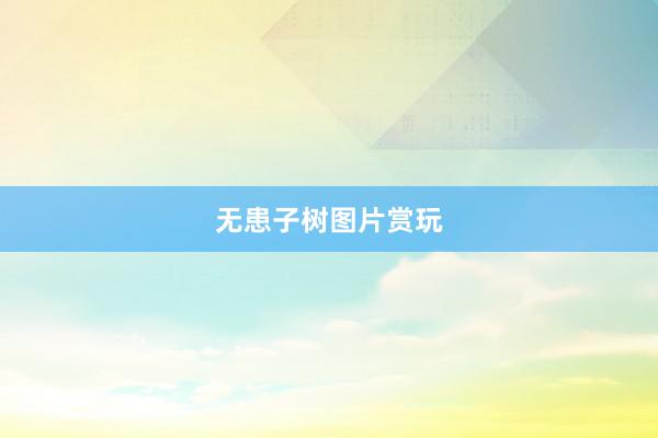 无患子树图片赏玩