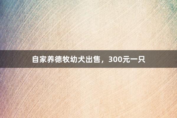 自家养德牧幼犬出售,300元一只